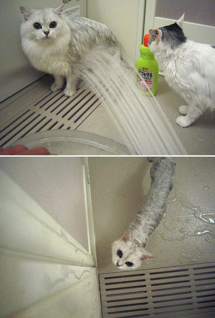 【画像】私たちが猫と考えるものの実体はほぼ毛なのかもしれない説