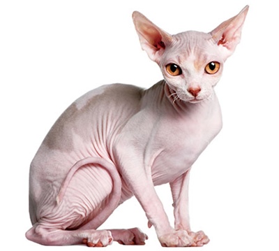 【画像】私たちが猫と考えるものの実体はほぼ毛なのかもしれない説