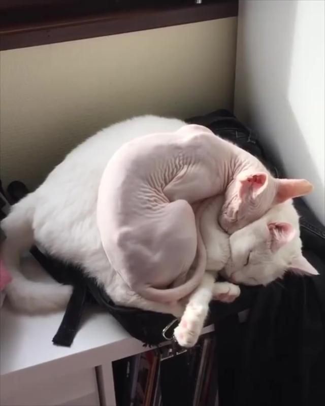 【画像】私たちが猫と考えるものの実体はほぼ毛なのかもしれない説