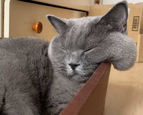 【画像】私たちが猫と考えるものの実体はほぼ毛なのかもしれない説