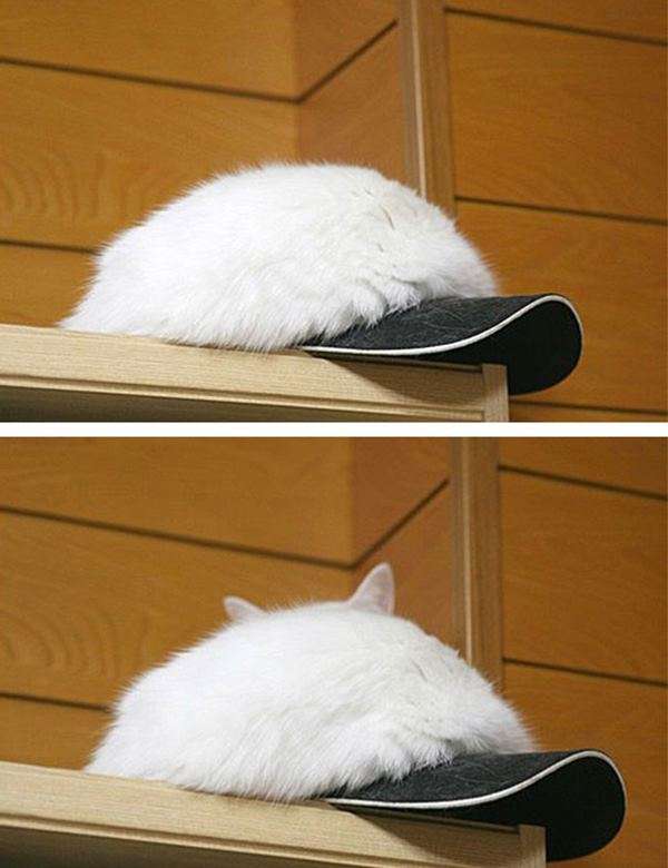 【画像】私たちが猫と考えるものの実体はほぼ毛なのかもしれない説