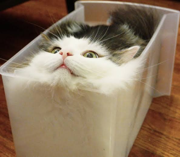 【画像】私たちが猫と考えるものの実体はほぼ毛なのかもしれない説
