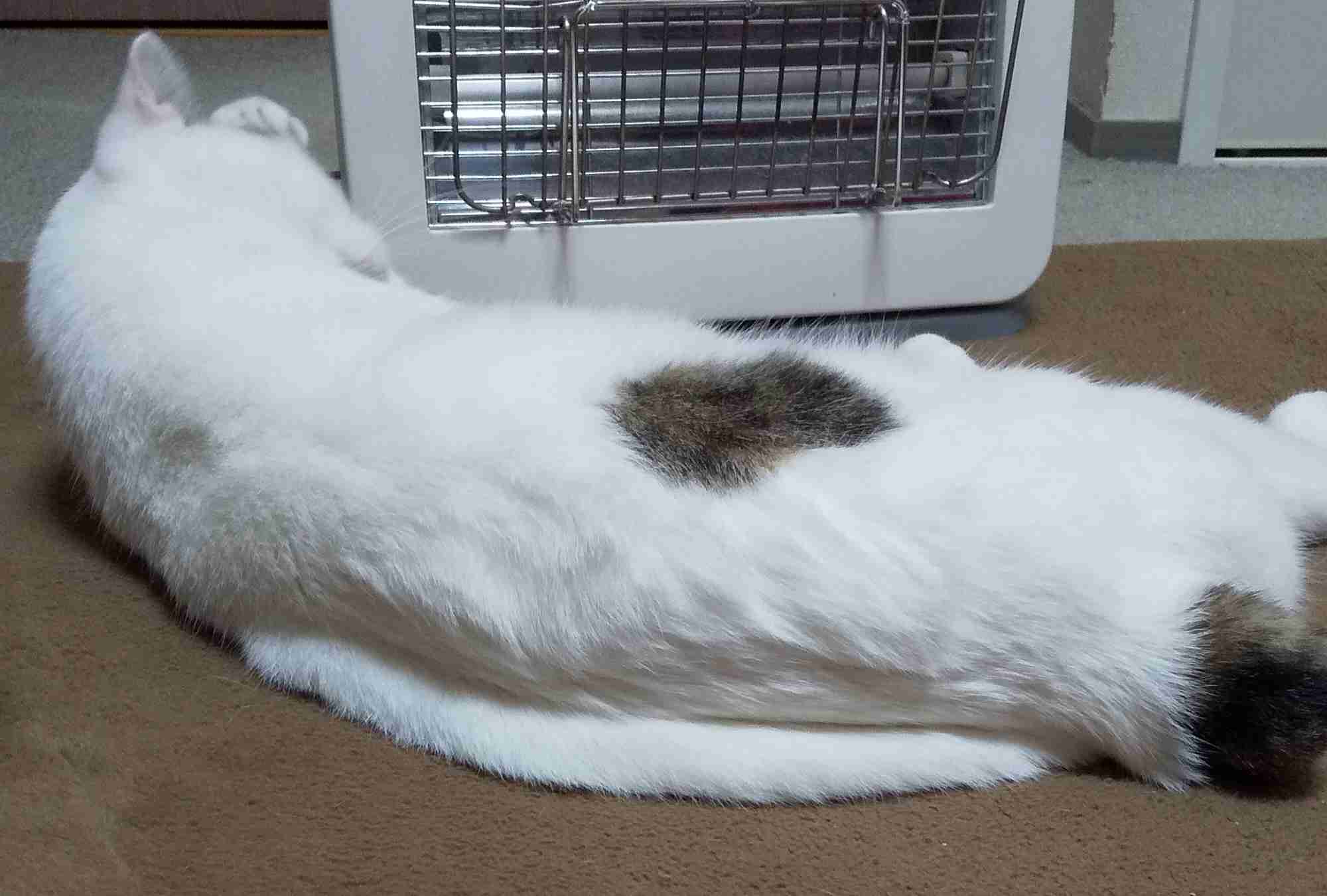 【画像】私たちが猫と考えるものの実体はほぼ毛なのかもしれない説