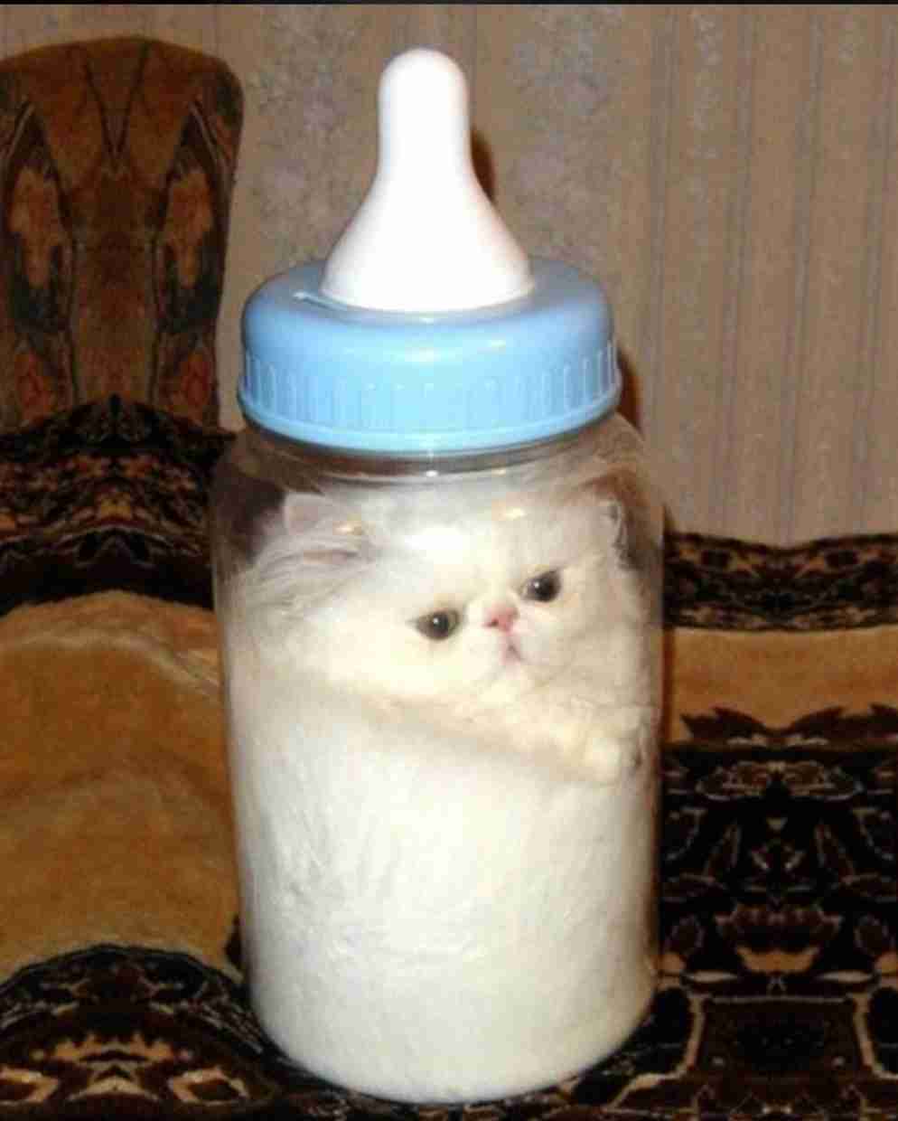 【画像】私たちが猫と考えるものの実体はほぼ毛なのかもしれない説