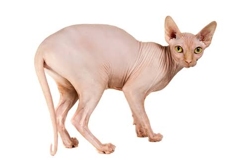 【画像】私たちが猫と考えるものの実体はほぼ毛なのかもしれない説