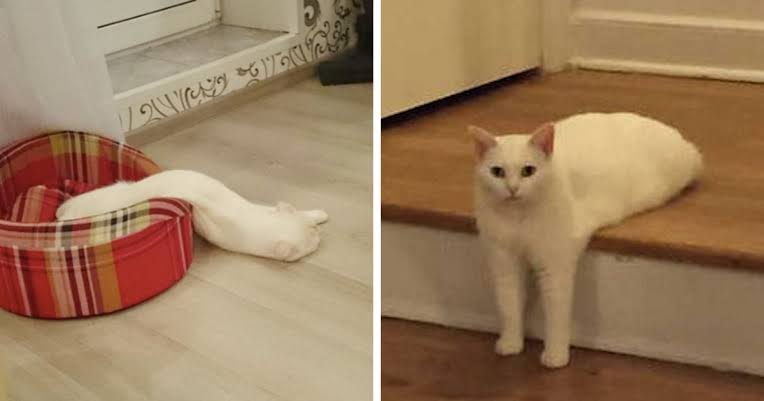 【画像】私たちが猫と考えるものの実体はほぼ毛なのかもしれない説