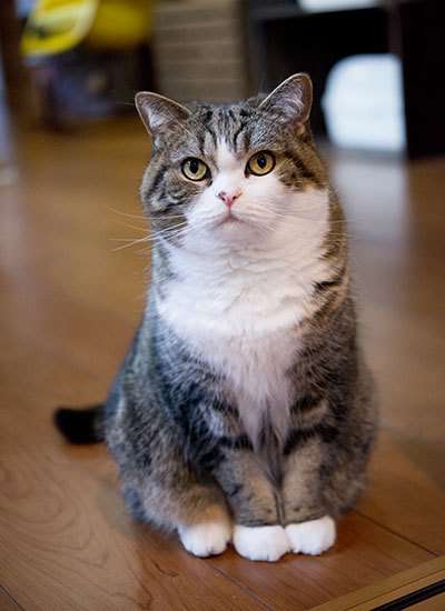 【画像】私たちが猫と考えるものの実体はほぼ毛なのかもしれない説