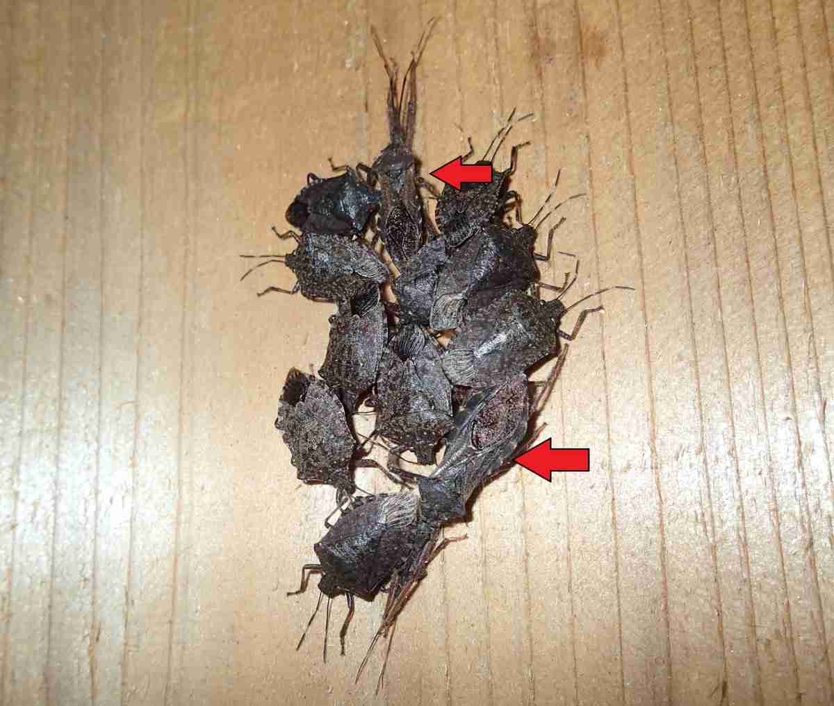 【閲覧注意!】集合体恐怖症は覗いちゃダメなトピックpart2