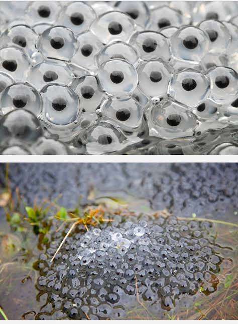 【閲覧注意!】集合体恐怖症は覗いちゃダメなトピックpart2