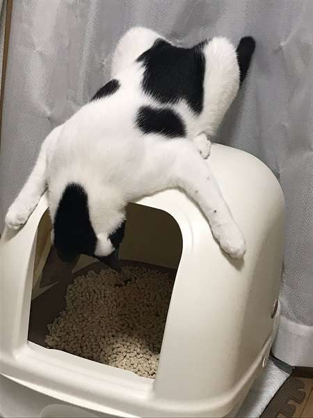 毎日トイレ掃除してる人