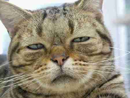 来日の米紙記者、Uber配達員にもらった折り紙に感激「初めて来た国に歓迎された気分」