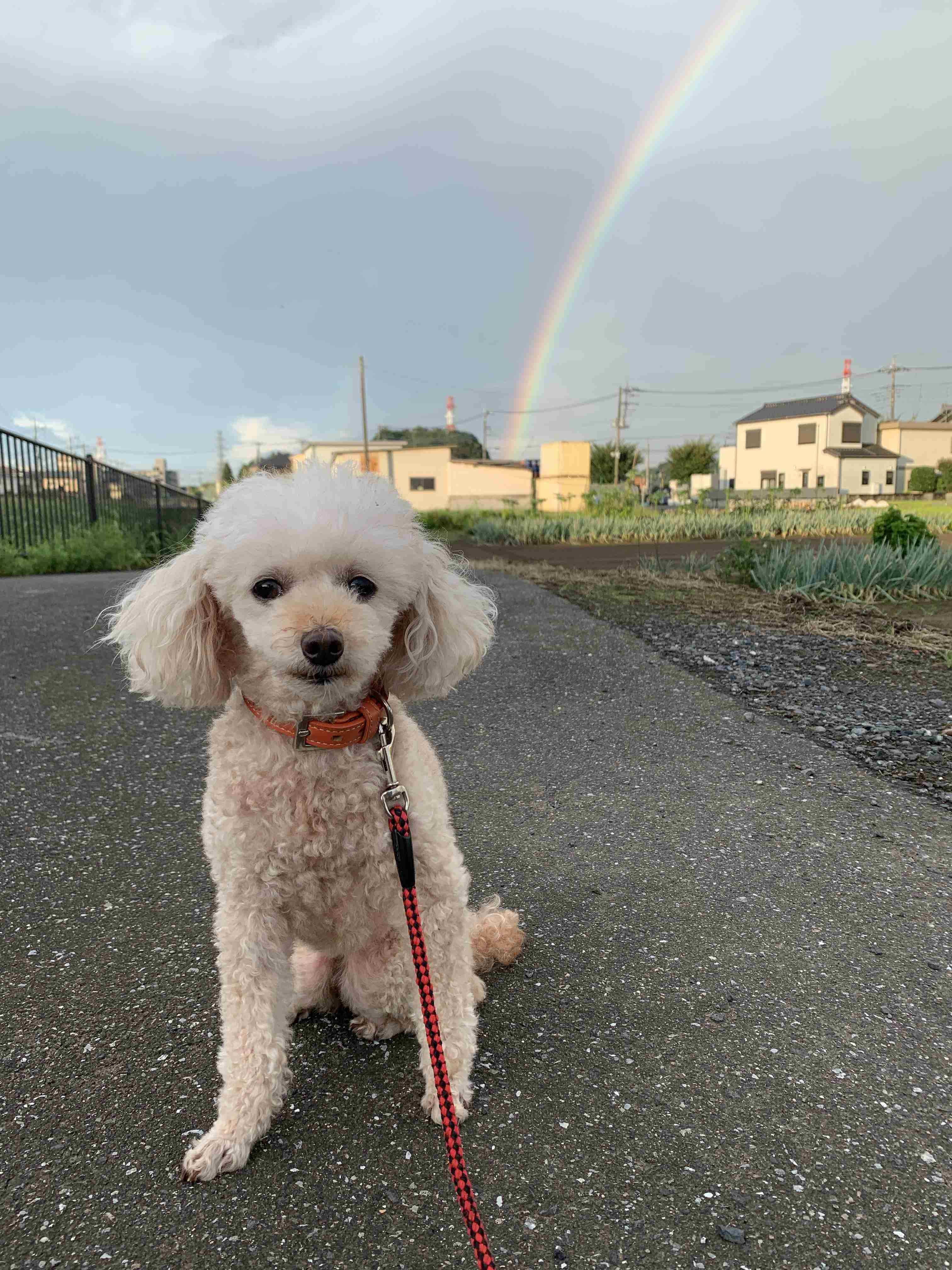 虹の写真が見たいです