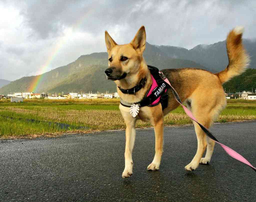 虹の写真が見たいです