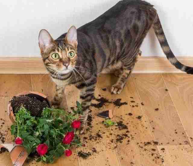 猫のしつけどうしてますか？  ガールズちゃんねる - Girls Channel -