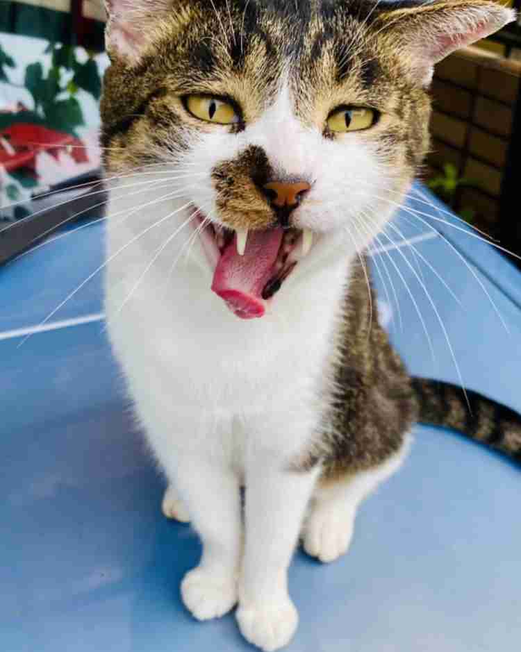 コロナ禍で感染リスクを抑えてできる楽しみは？