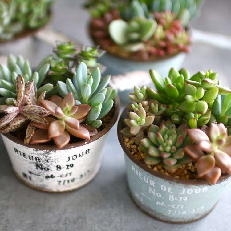 コロナ禍で感染リスクを抑えてできる楽しみは？