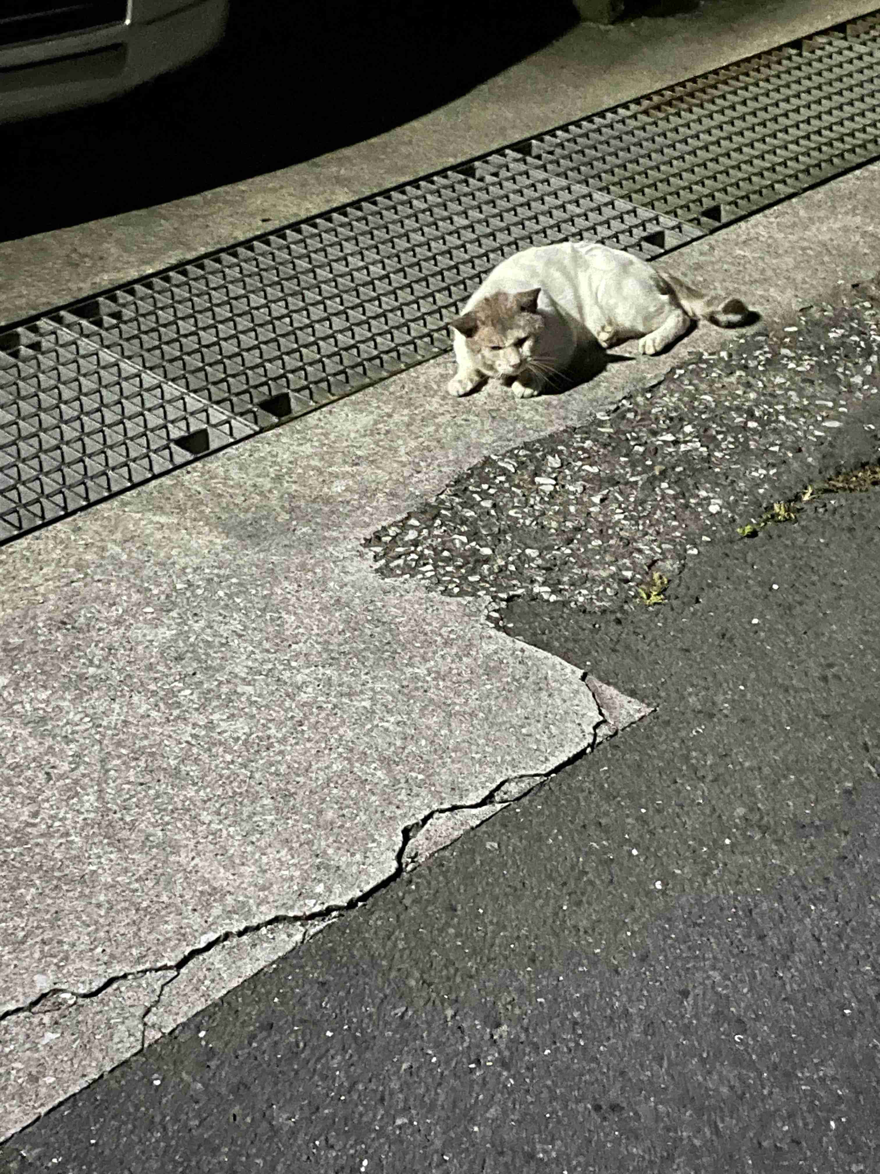 【実況・感想】金曜ロードショー「猫の恩返し」