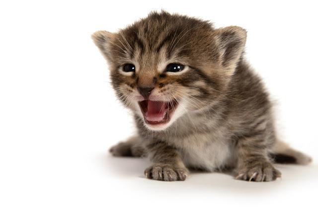 【実況・感想】金曜ロードショー「猫の恩返し」