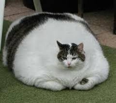 【実況・感想】金曜ロードショー「猫の恩返し」
