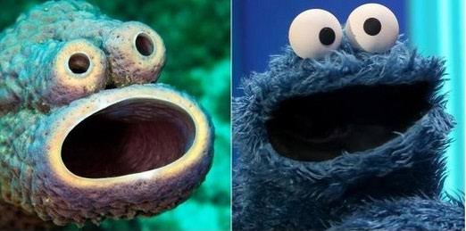 海洋生物界にガルちゃんがあったら立ちそうなトピ