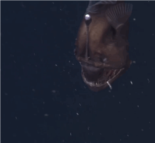 海洋生物界にガルちゃんがあったら立ちそうなトピ