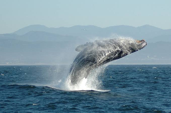 4本足の新種クジラの化石、エジプトで発見