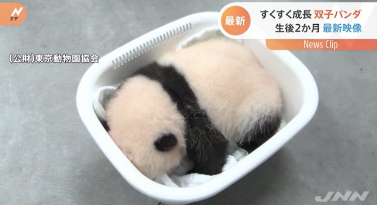 双子パンダ名前公募に19万件  上野動物園、10月にも命名