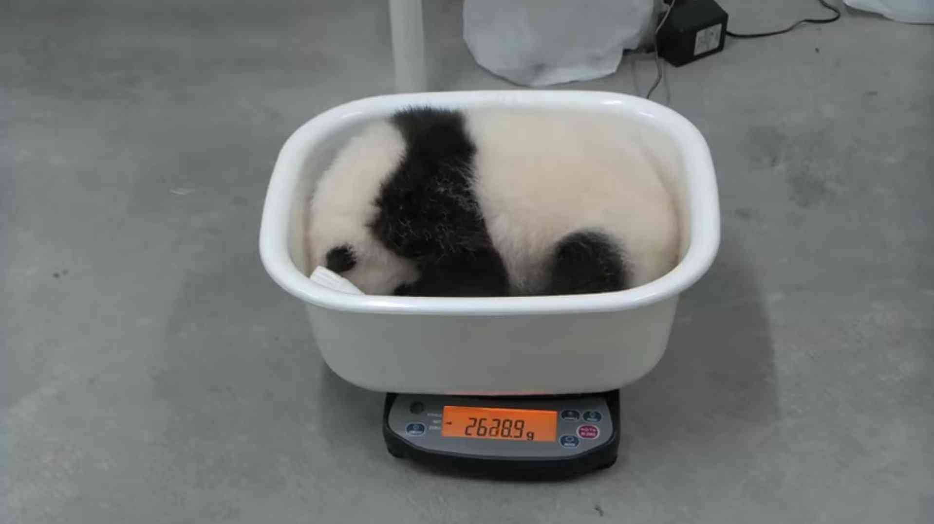 双子パンダ名前公募に19万件  上野動物園、10月にも命名