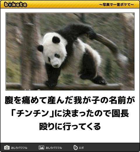 双子パンダ名前公募に19万件  上野動物園、10月にも命名