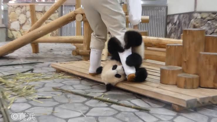 双子パンダ名前公募に19万件  上野動物園、10月にも命名