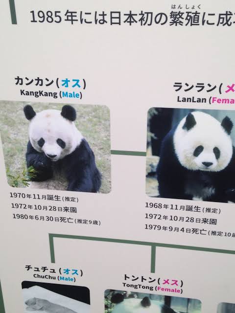 双子パンダ名前公募に19万件  上野動物園、10月にも命名
