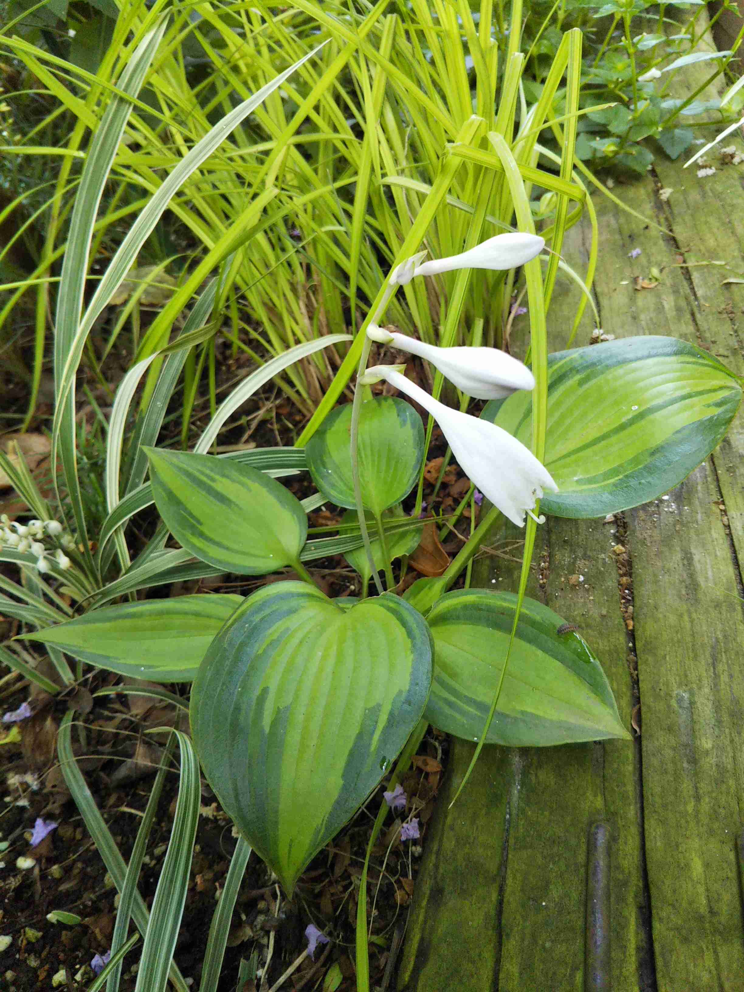 【ガーデニング】ガルちゃん園芸部【花・植物】part5