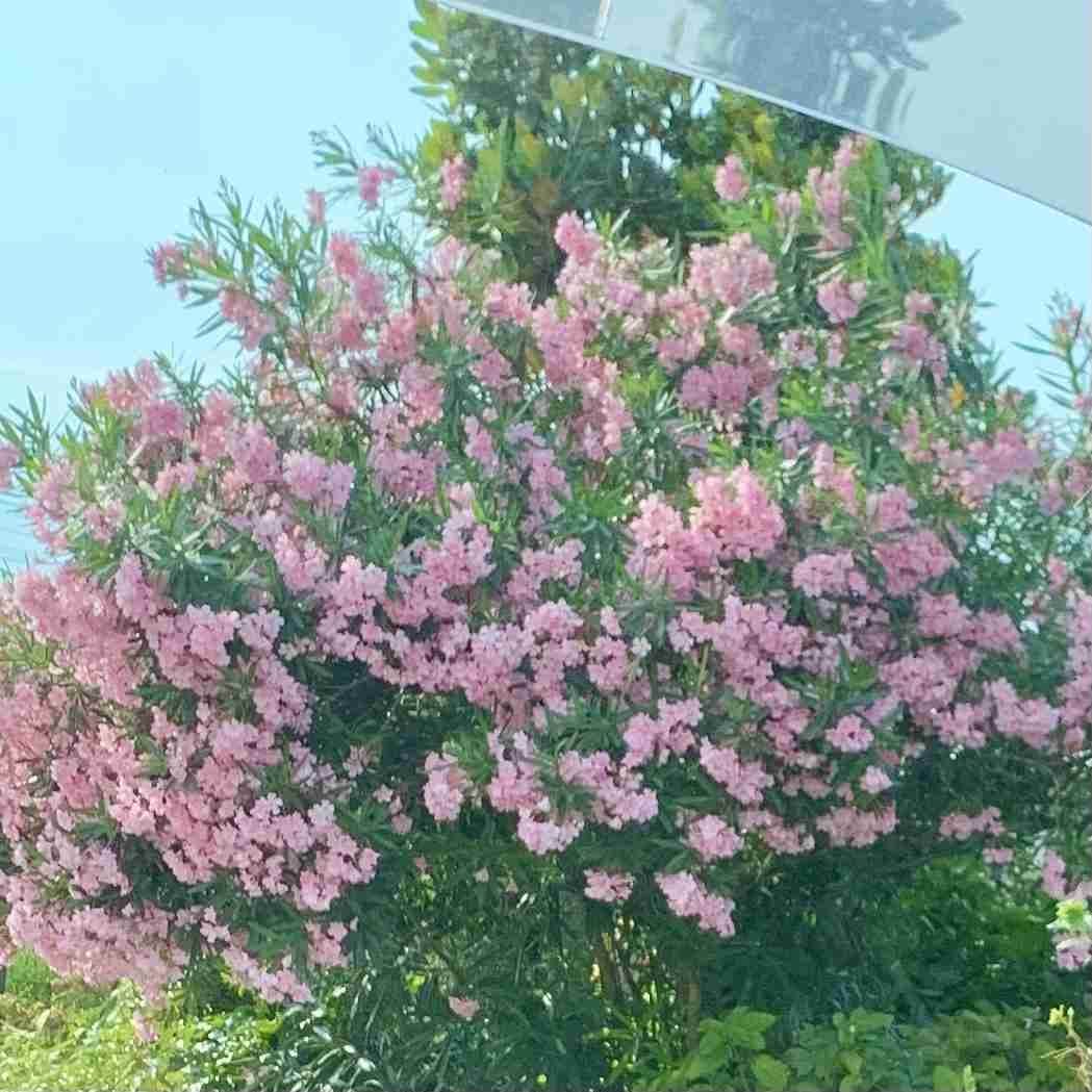 【ガーデニング】ガルちゃん園芸部【花・植物】part5