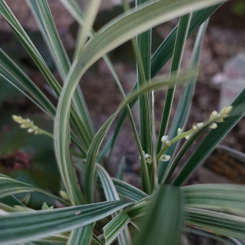 【ガーデニング】ガルちゃん園芸部【花・植物】part5