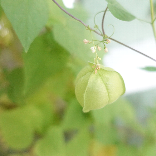 【ガーデニング】ガルちゃん園芸部【花・植物】part5