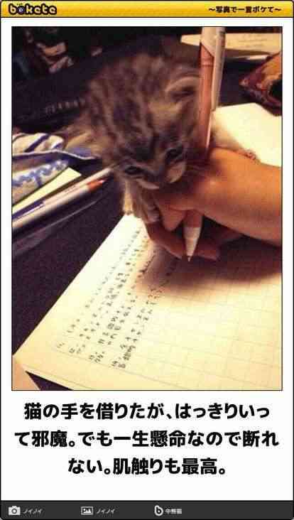 優しい動物たち