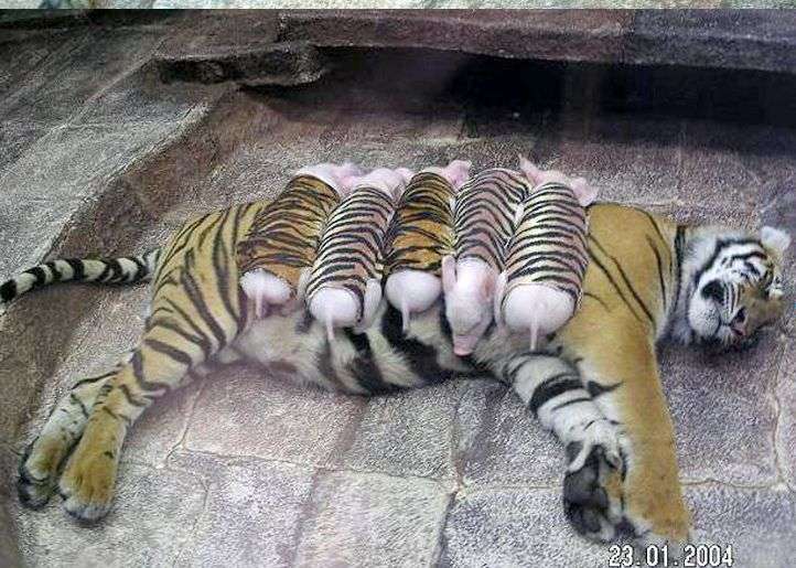 優しい動物たち