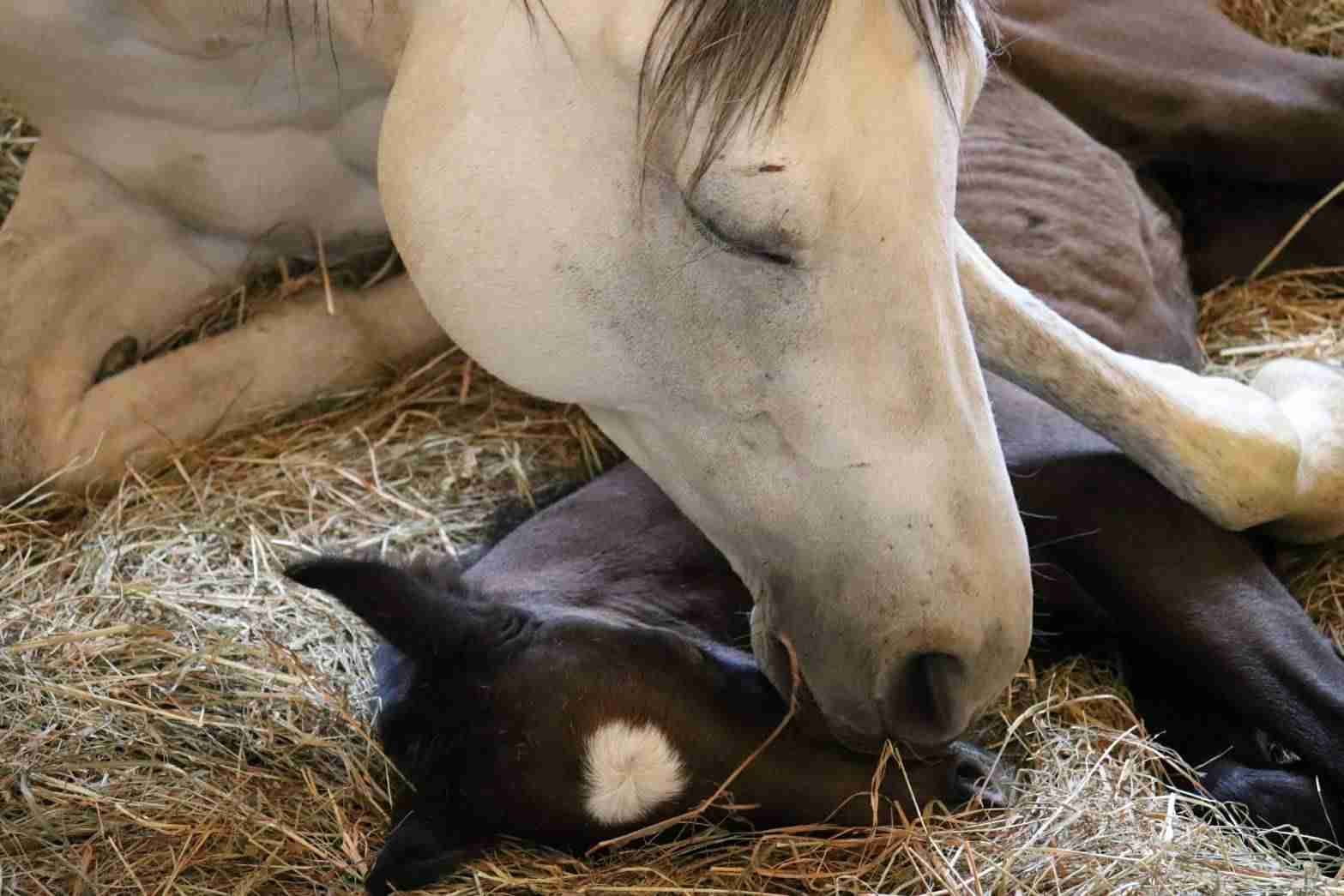 優しい動物たち