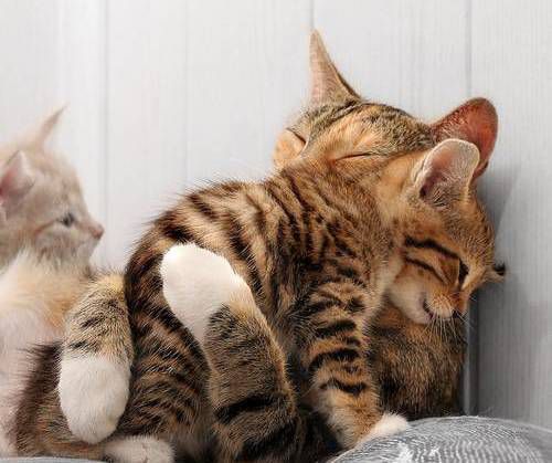 優しい動物たち