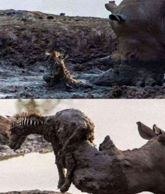 優しい動物たち