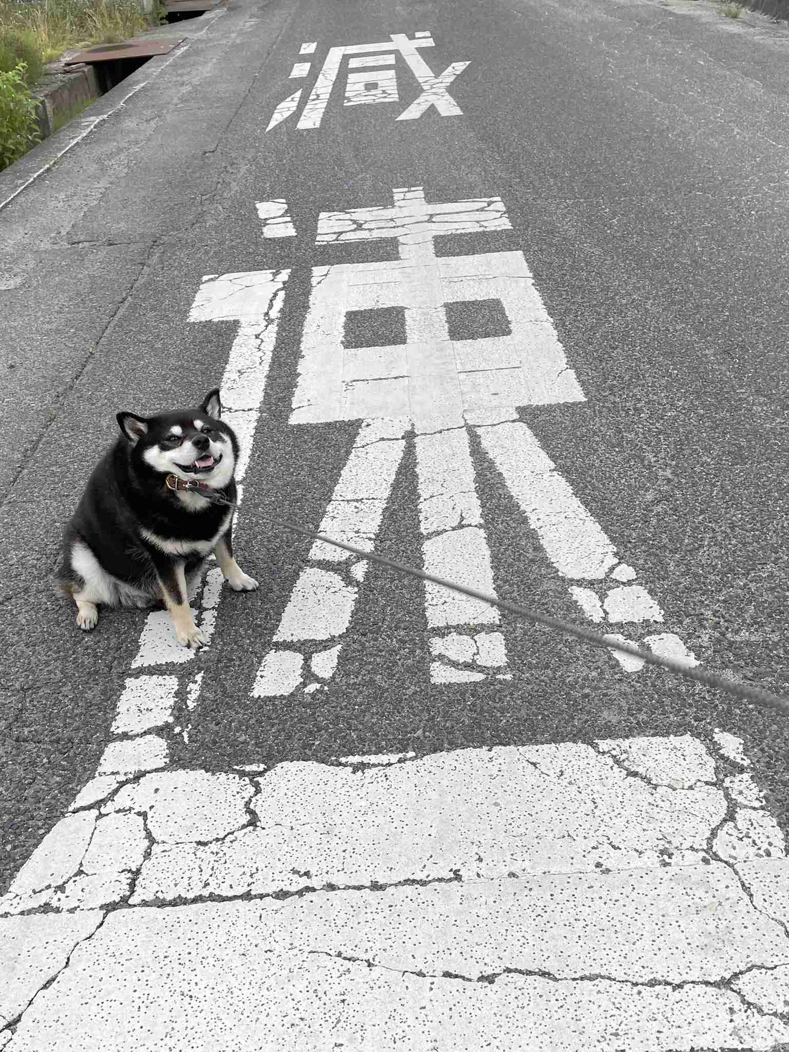 優しい動物たち