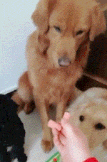 優しい動物たち