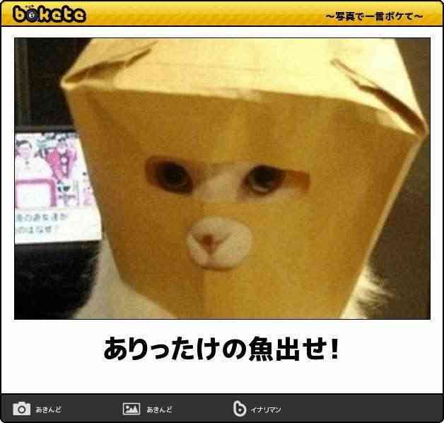 優しい動物たち