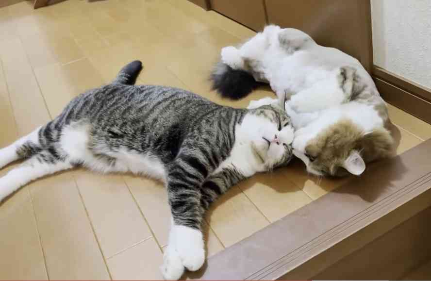 優しい動物たち