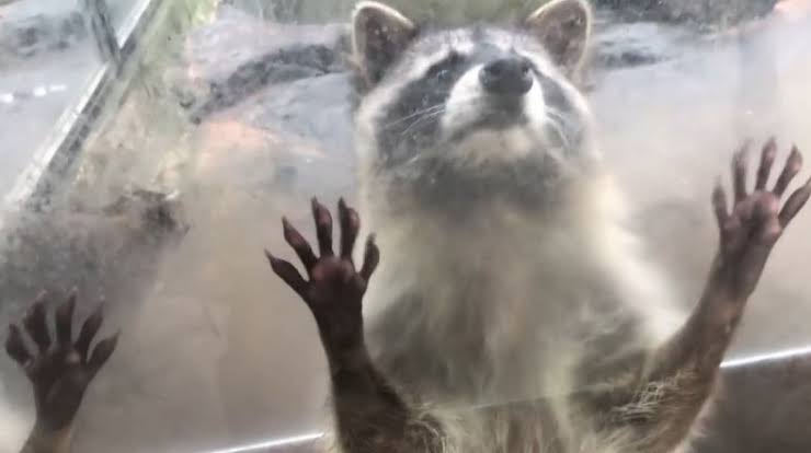 優しい動物たち