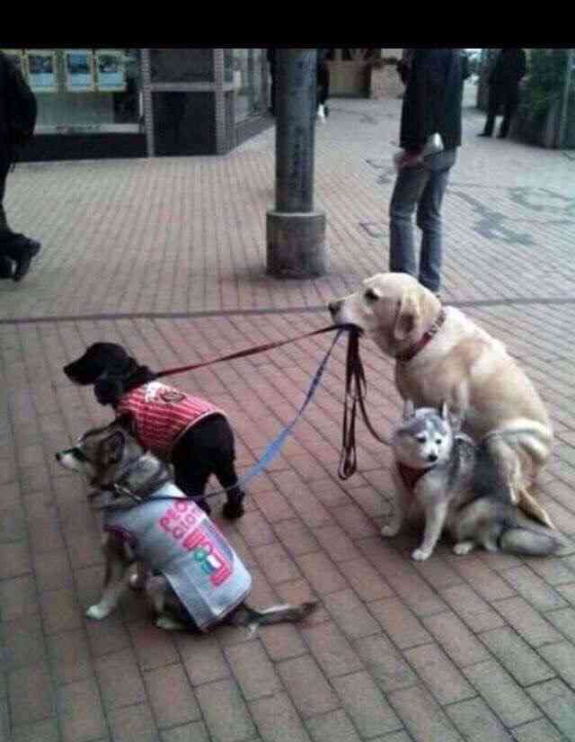 優しい動物たち