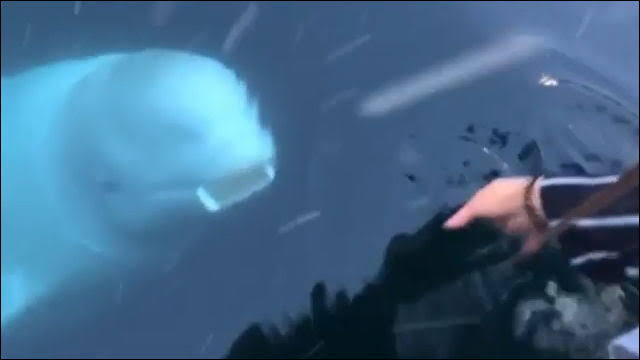 優しい動物たち