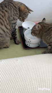 優しい動物たち