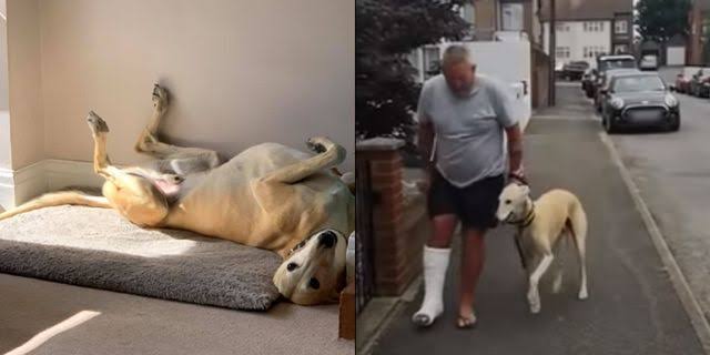 優しい動物たち