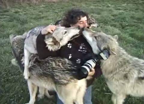 ペットの「オオカミ犬」逃げ出す　千葉・南房総市